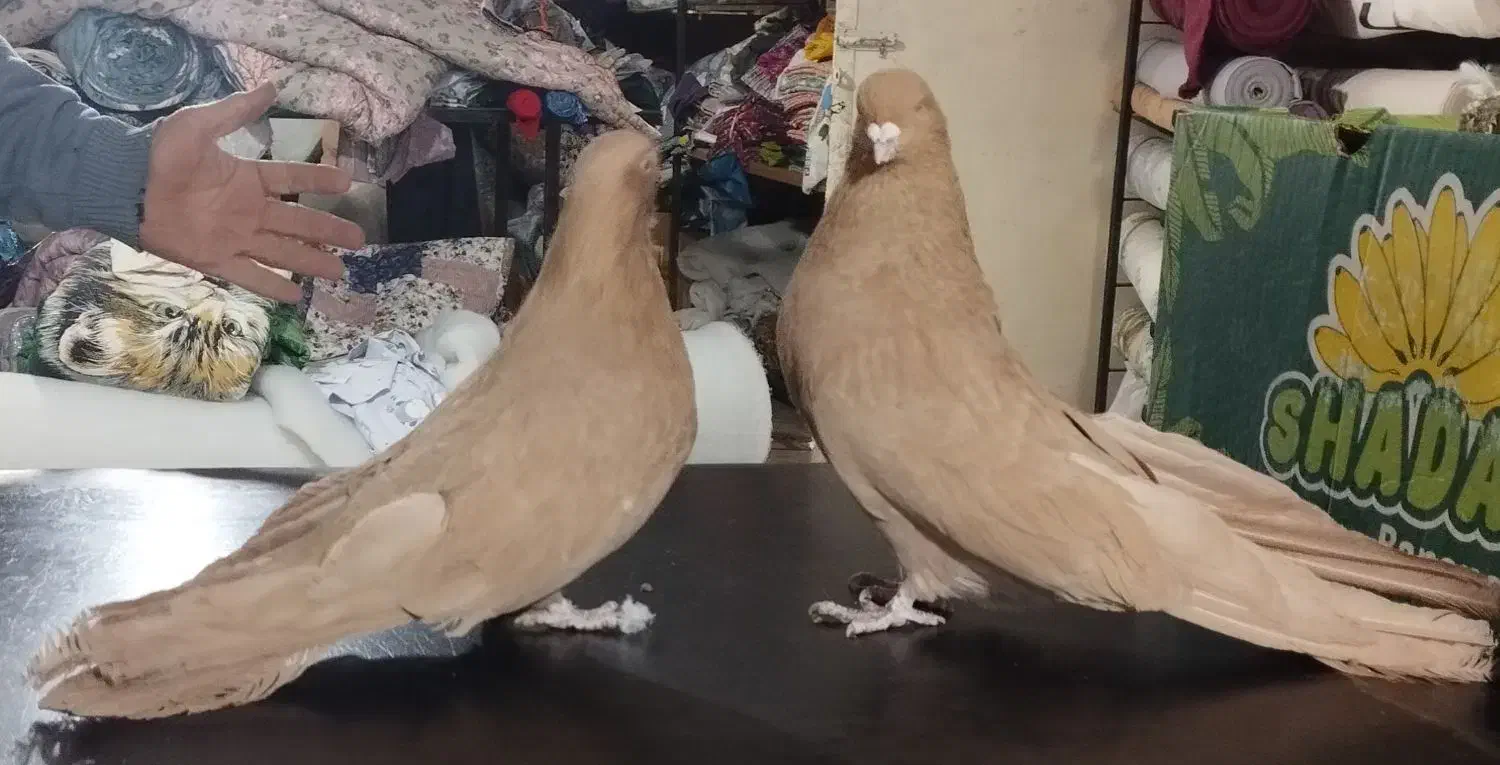 زرد مخملی|پرنده|اندیشه, اندیشه فاز ۲|دیوار