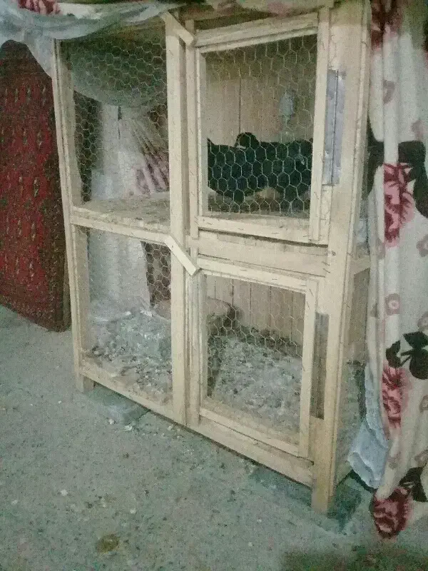 کجه دوطبقه بزرگ سالم و بدوم شکستگی|لوازم جانبی حیوانات|قم, پامنار|دیوار