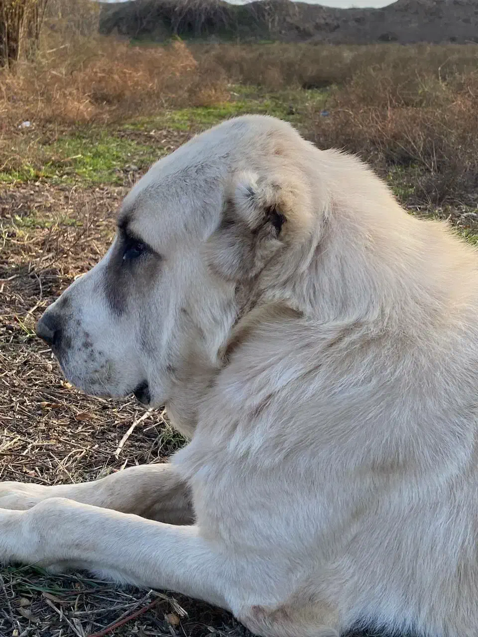 سگ آلابای|سگ|سیمین شهر, |دیوار