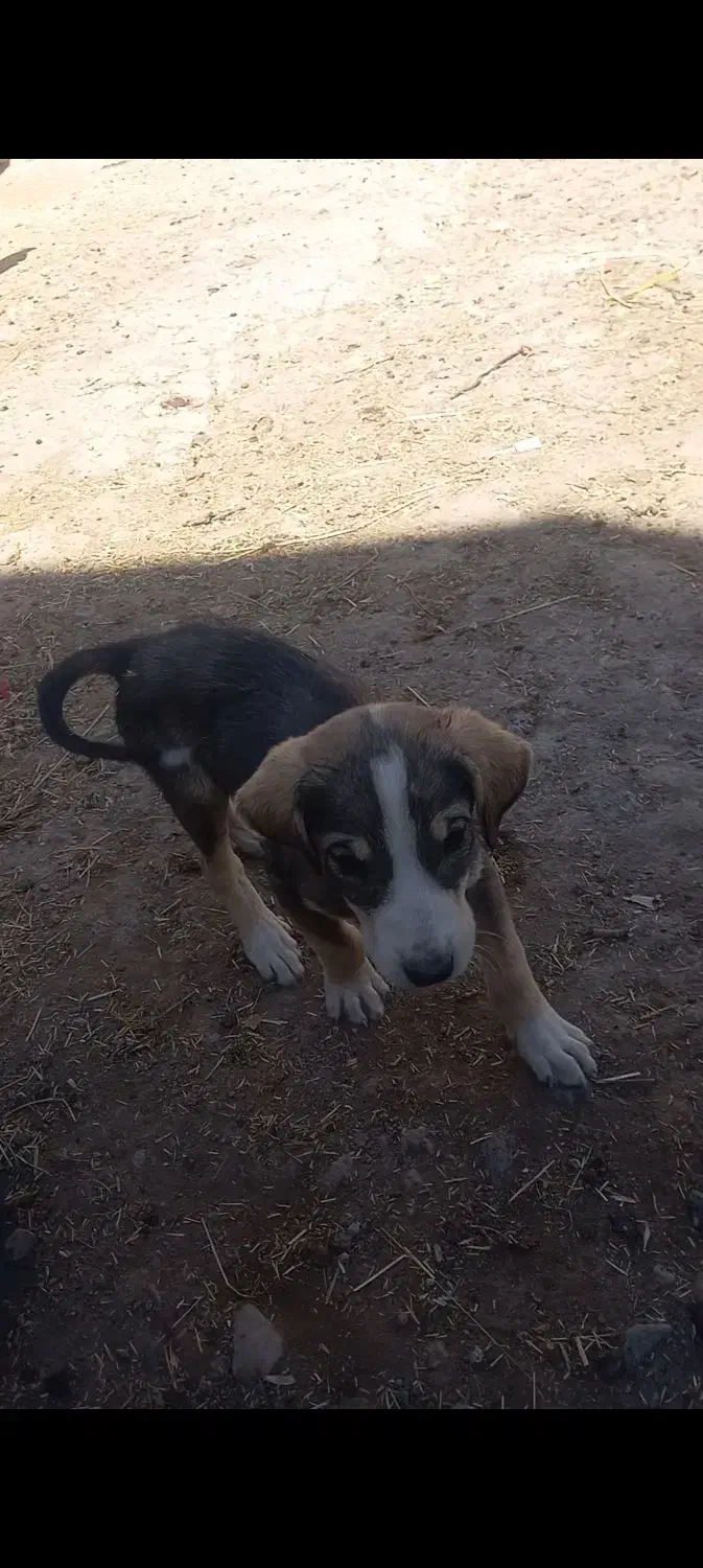 واگزاریطولهسگ|سگ|خواجه, |دیوار