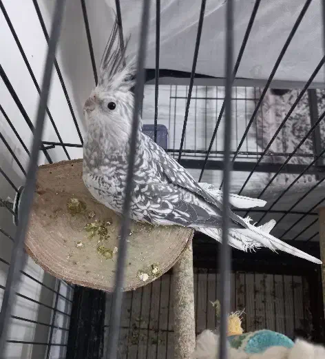 عروس هلندی ماده|پرنده|تهران, پرستار|دیوار