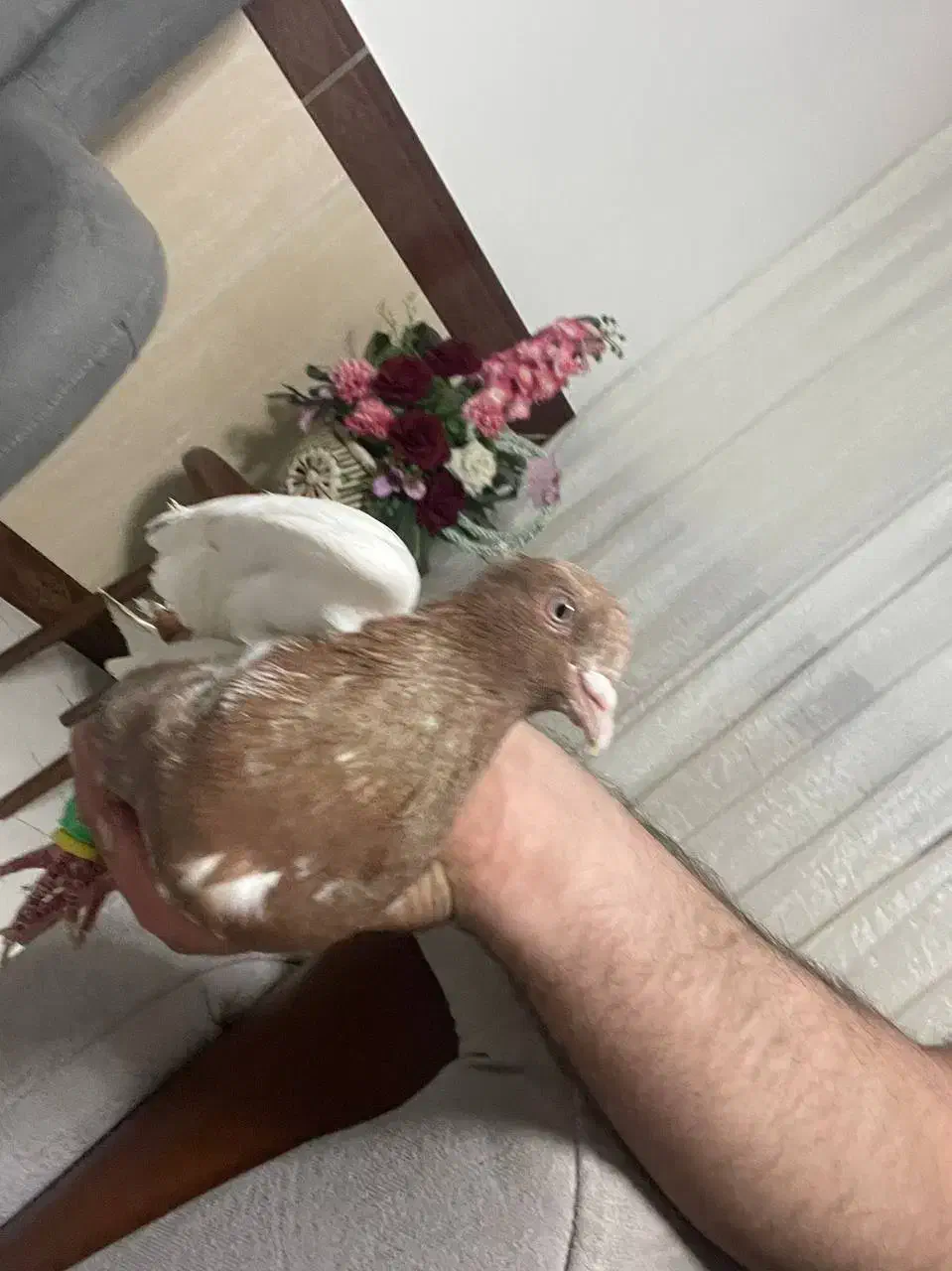 سینه زرد کاکلی|پرنده|بجنورد, |دیوار