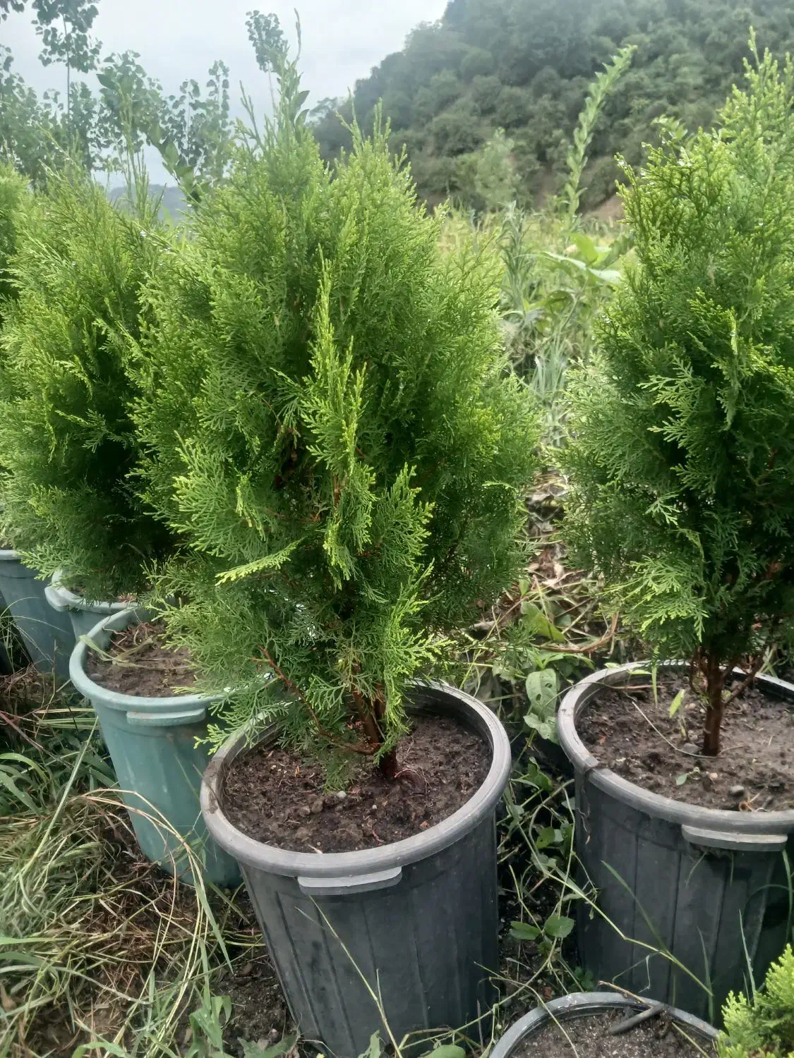 پای مورت شمشاد. یاس هلندی. ژینگو وکامیس نوکدار|خدمات باغبانی و درختکاری|رحیم‌آباد, |دیوار