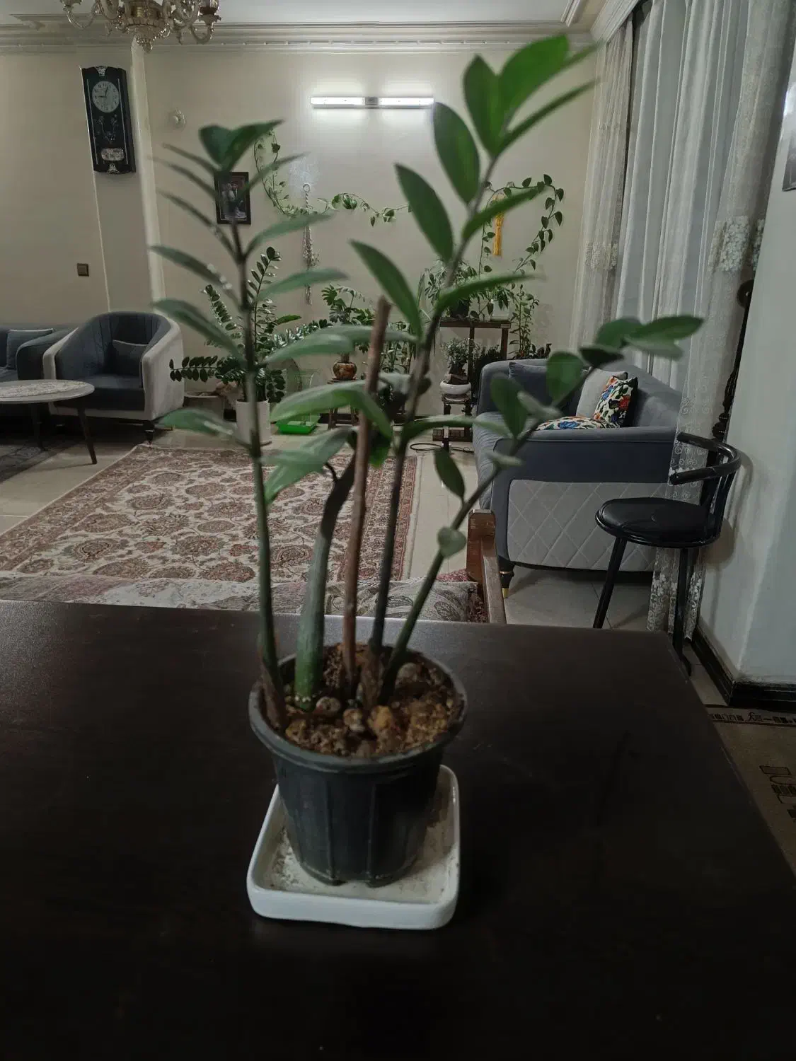 فروش گل های آپارتمانی|گل و گیاه طبیعی|اصفهان, آفاران|دیوار