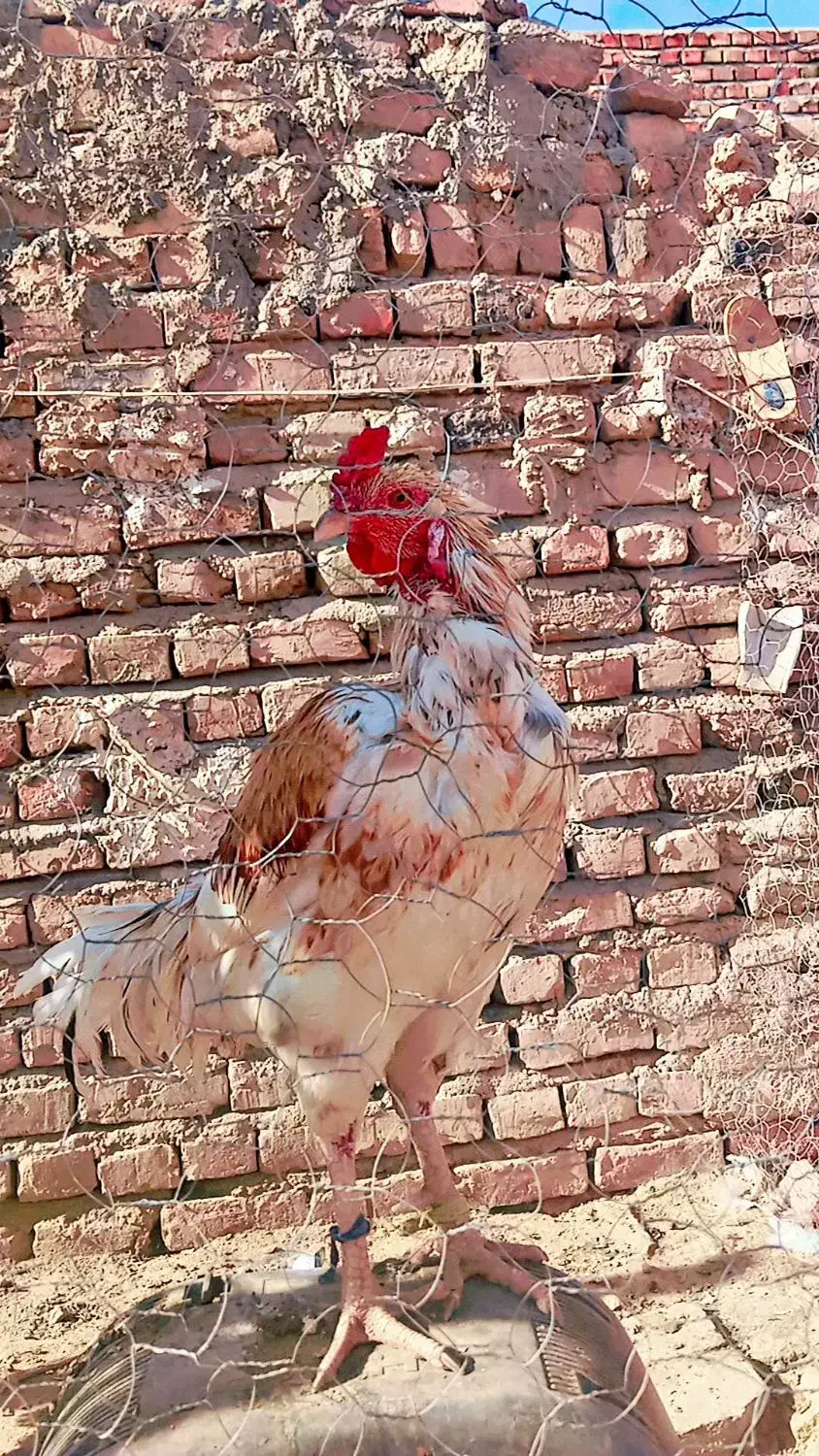 مرغ وخروس اصل خونگی|حیوانات مزرعه|خاش, |دیوار