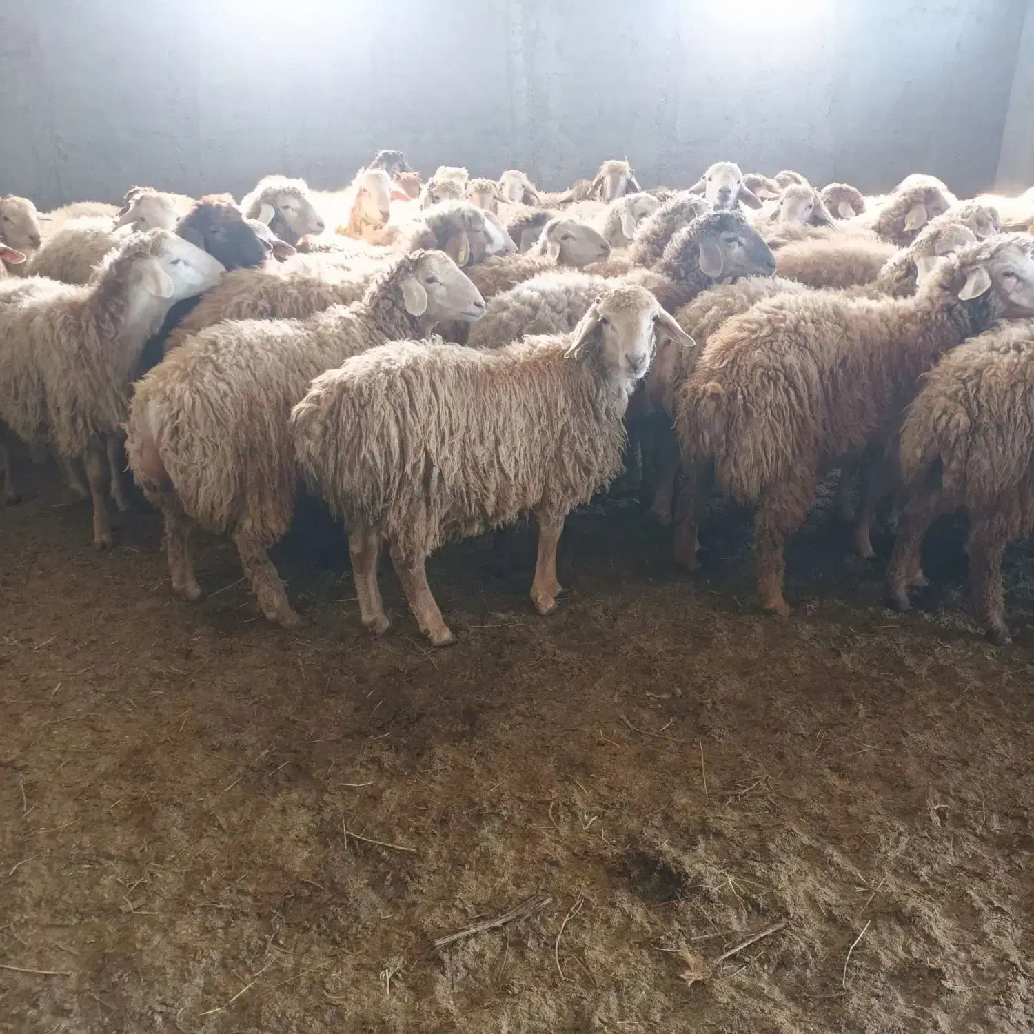 دام زنده ،توغلی ، گوسفند|حیوانات مزرعه|اردبیل, |دیوار