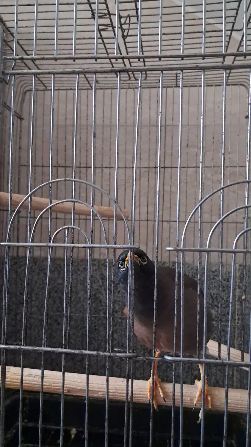 مرغ مینا|پرنده|خرمدره, |دیوار