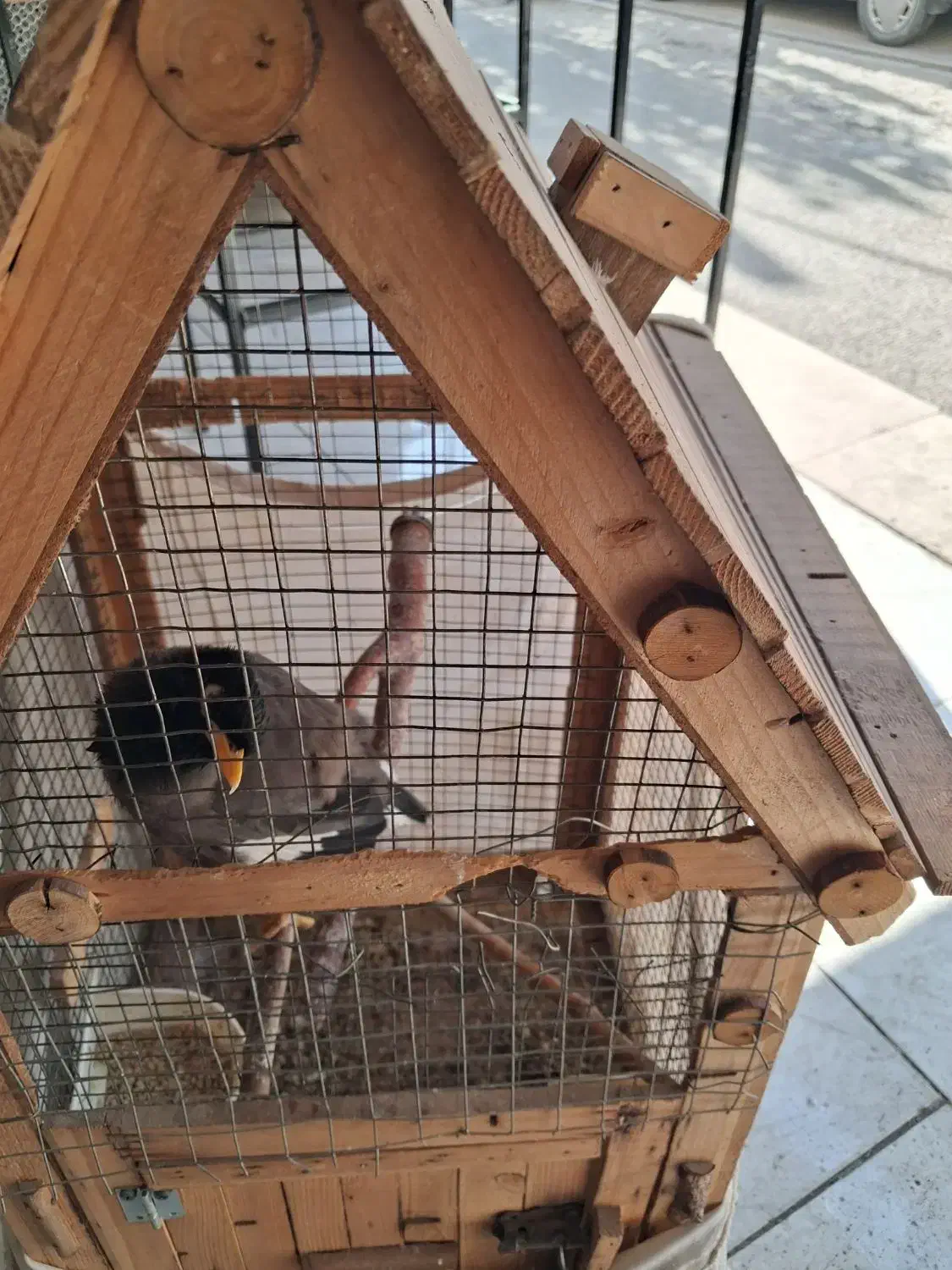 مینا تازه بالغ شده با قفس|پرنده|چهاردانگه (تهران), |دیوار