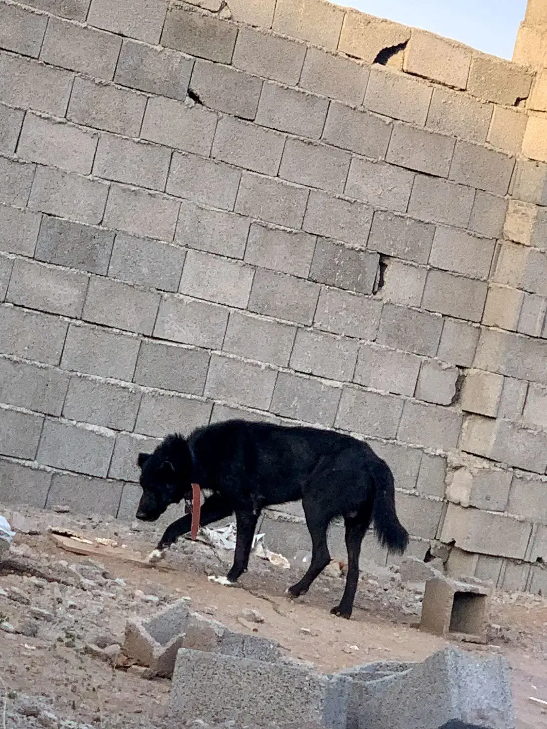 سگ نگهبان|سگ|محمدیه-قزوین, |دیوار