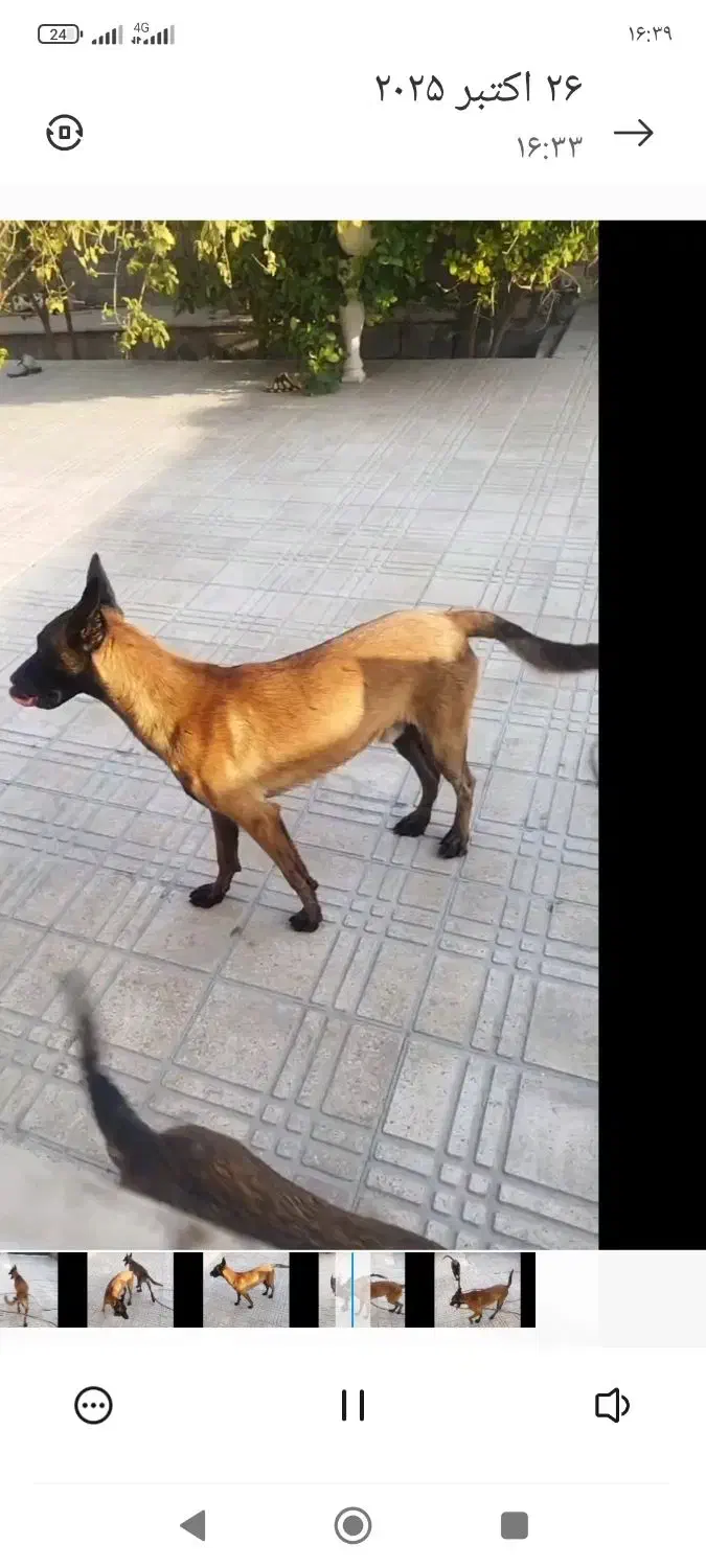 سگ مالینیوز|سگ|بندرعباس, |دیوار