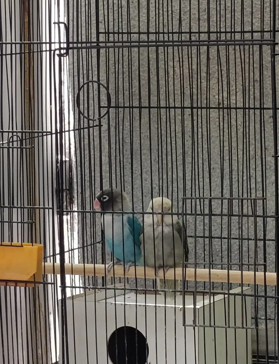 یک جفت طوطی کوتوله|پرنده|یزد, |دیوار