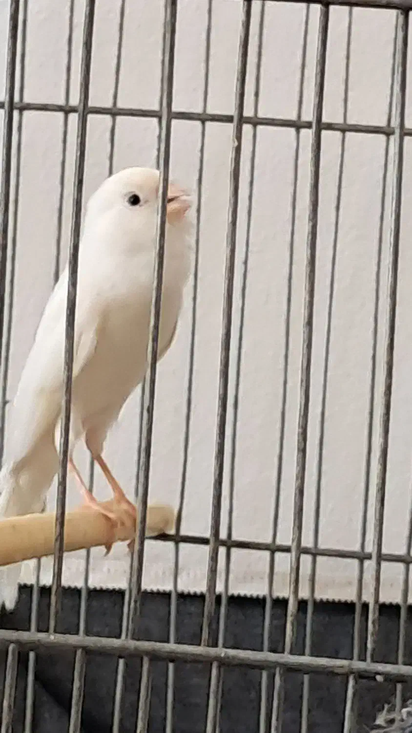 قناری نره|پرنده|کرمانشاه, |دیوار