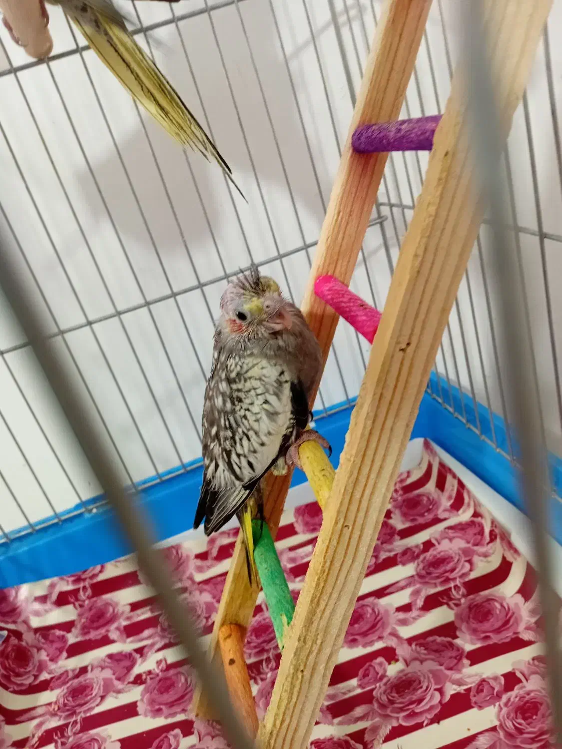 عروس هلندی نر و ماده|پرنده|قدس, شهرقدس|دیوار