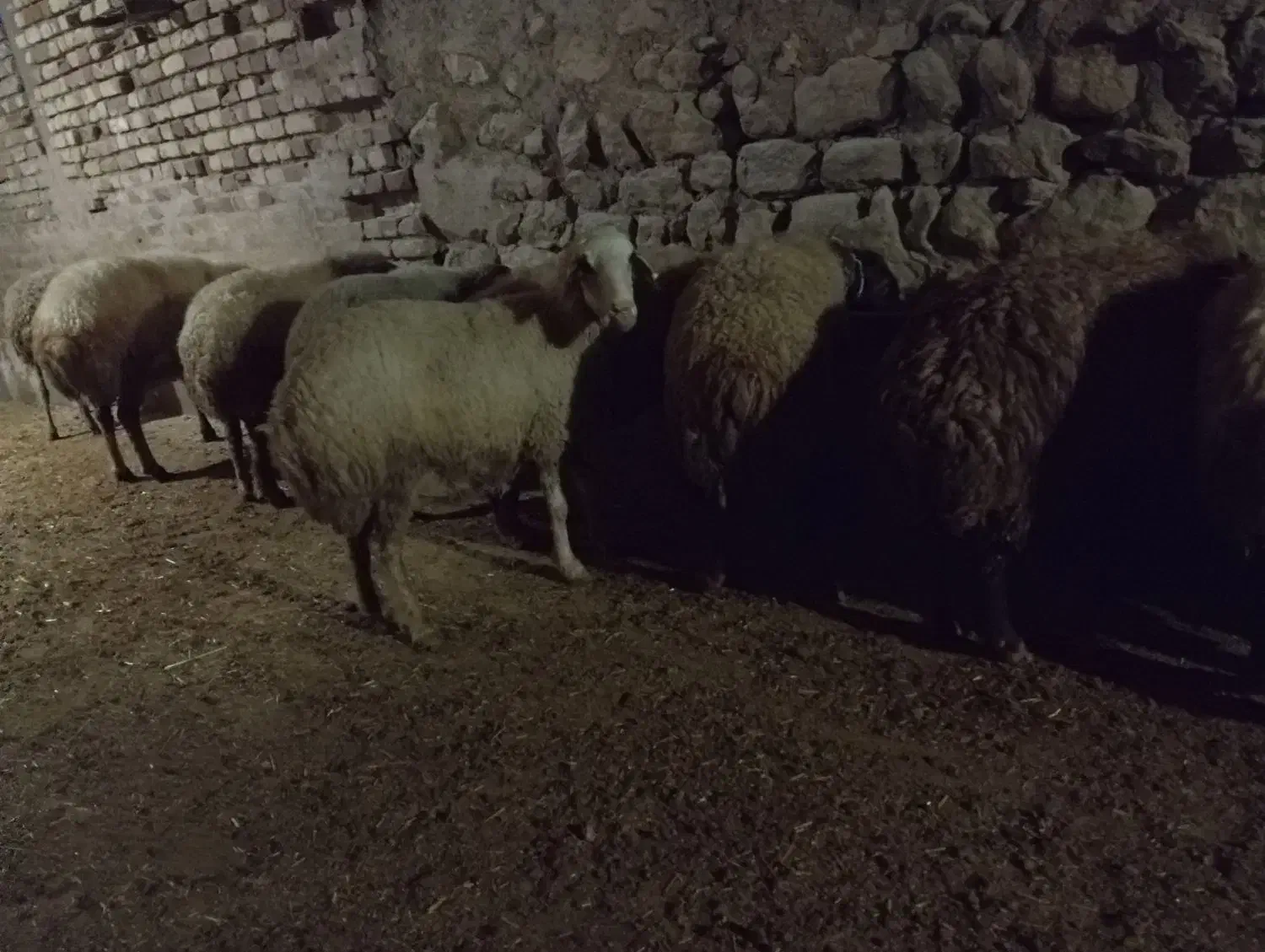 میش داشتی آبستن|حیوانات مزرعه|کوهدشت, |دیوار