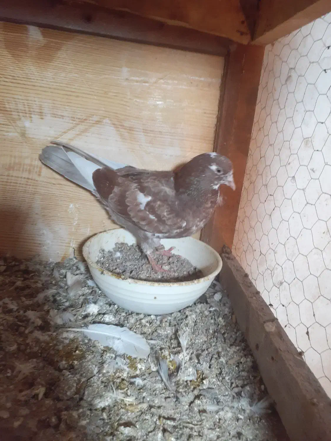 کبوتر|پرنده|لاهیجان, آهندان|دیوار