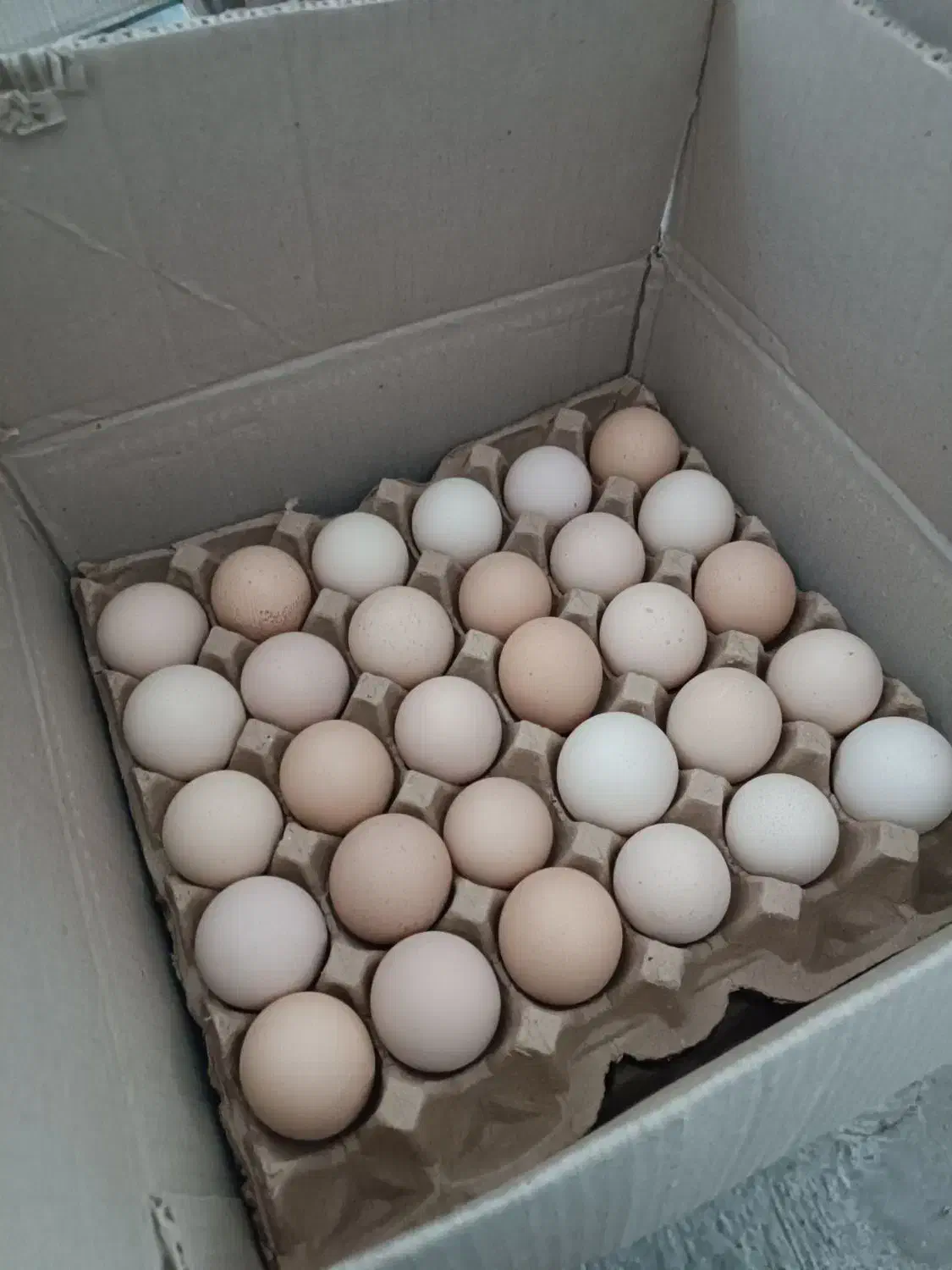 تخم مرغ محلی|خوردنی و آشامیدنی|مشهد, تربیت (صدف)|دیوار