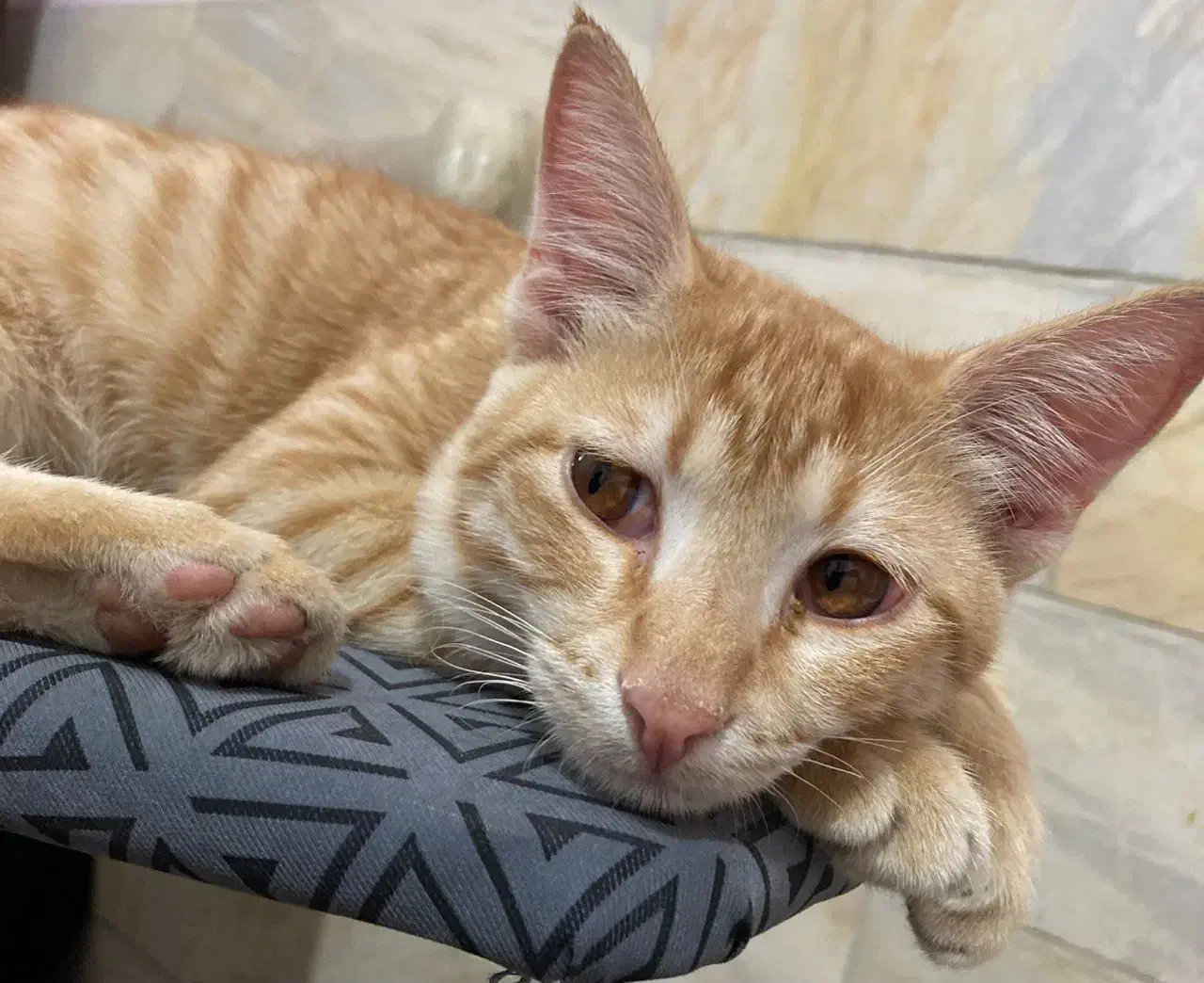 واگذاری گربه dsh|گربه|سیرجان, |دیوار