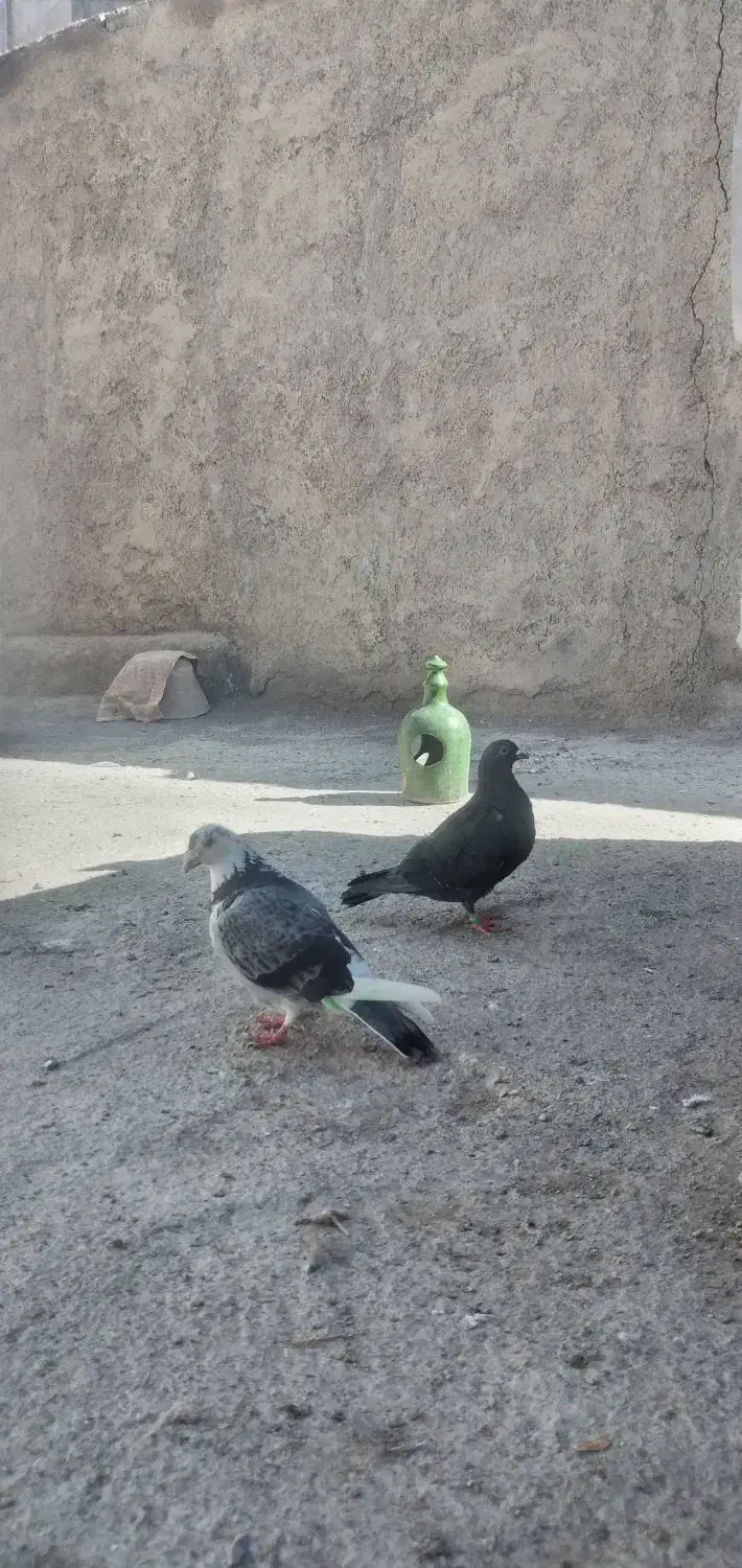 کبوتر|پرنده|معصومیه, |دیوار