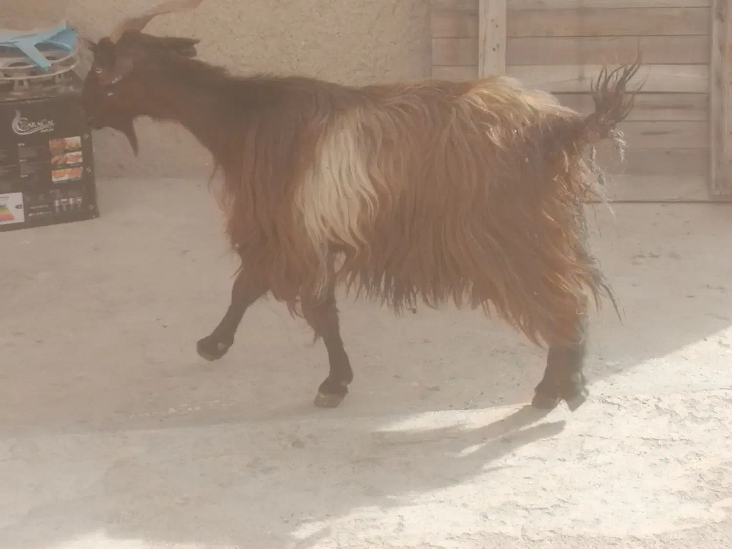 بز وکهره شیری|حیوانات مزرعه|برازجان, |دیوار