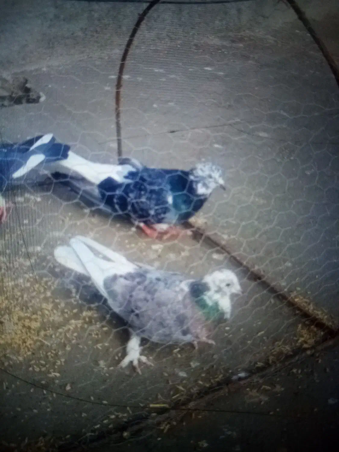 کفتر|پرنده|قوچان, |دیوار