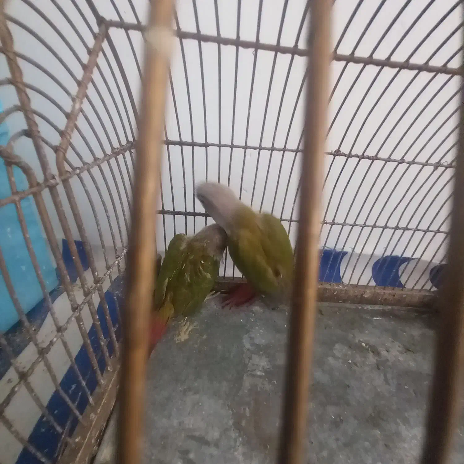 طوطی گرینچیک|پرنده|قزوین, |دیوار