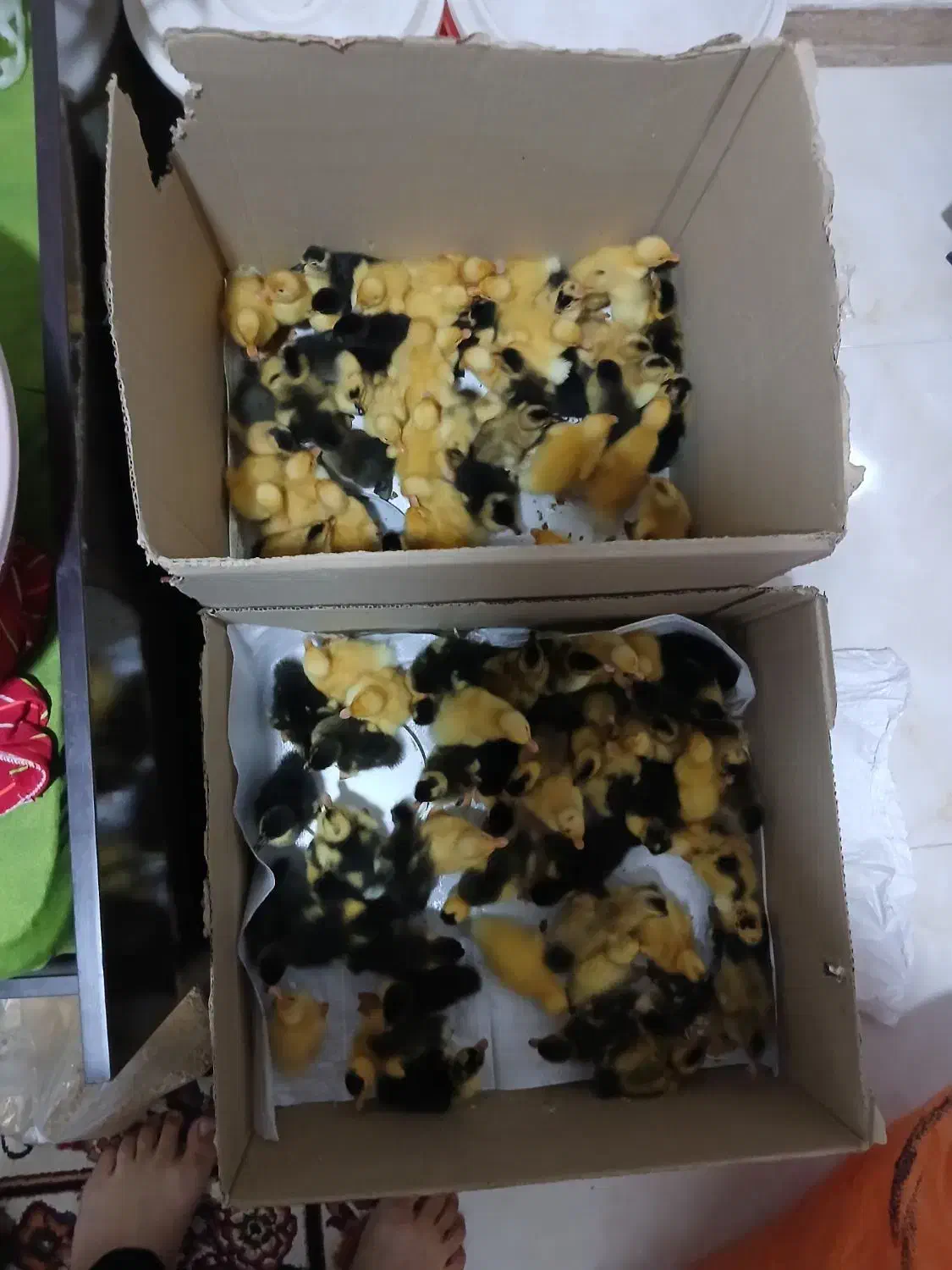 جوجه اردک محلی|حیوانات مزرعه|سنگر, |دیوار