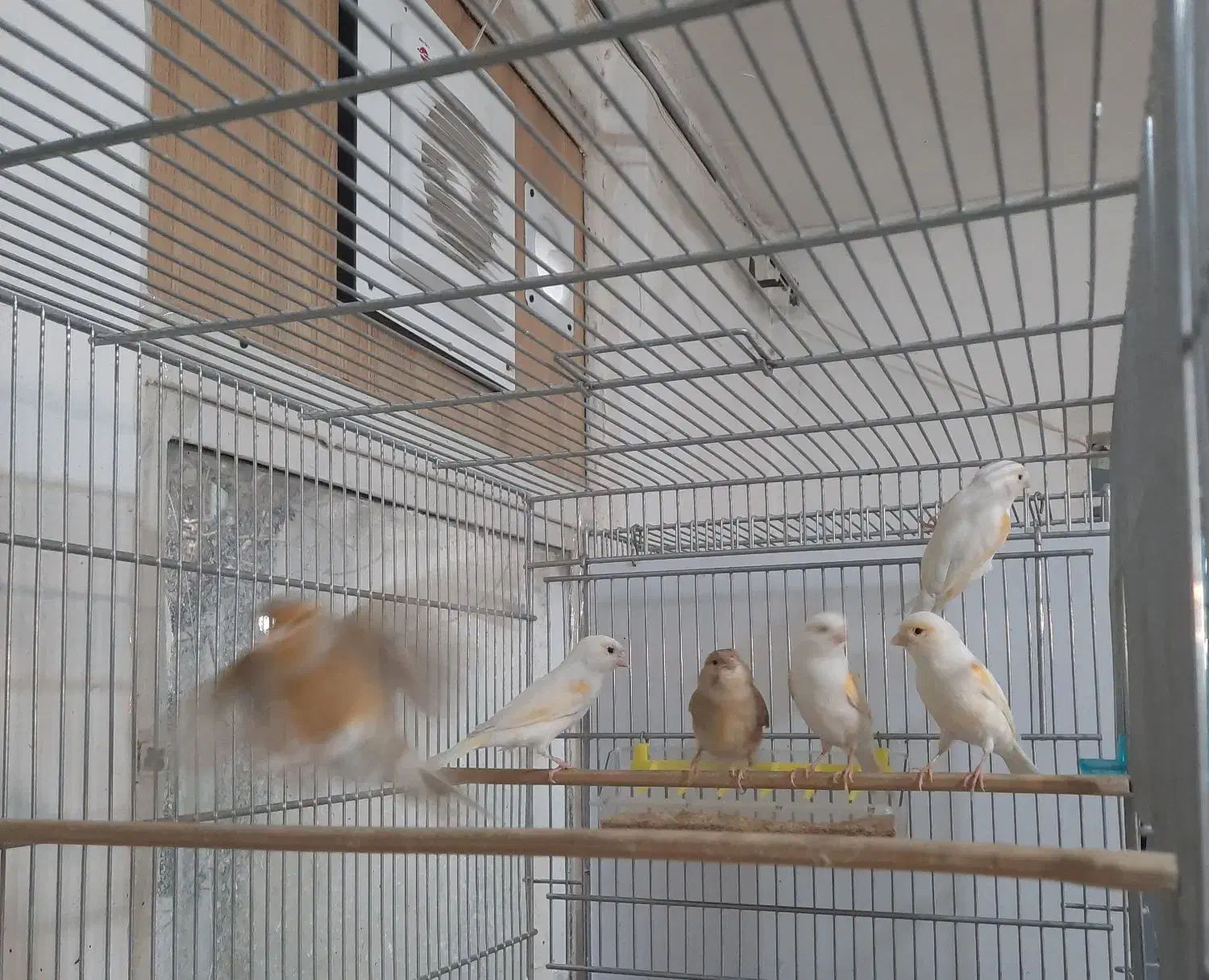 قناری|پرنده|همدان, |دیوار