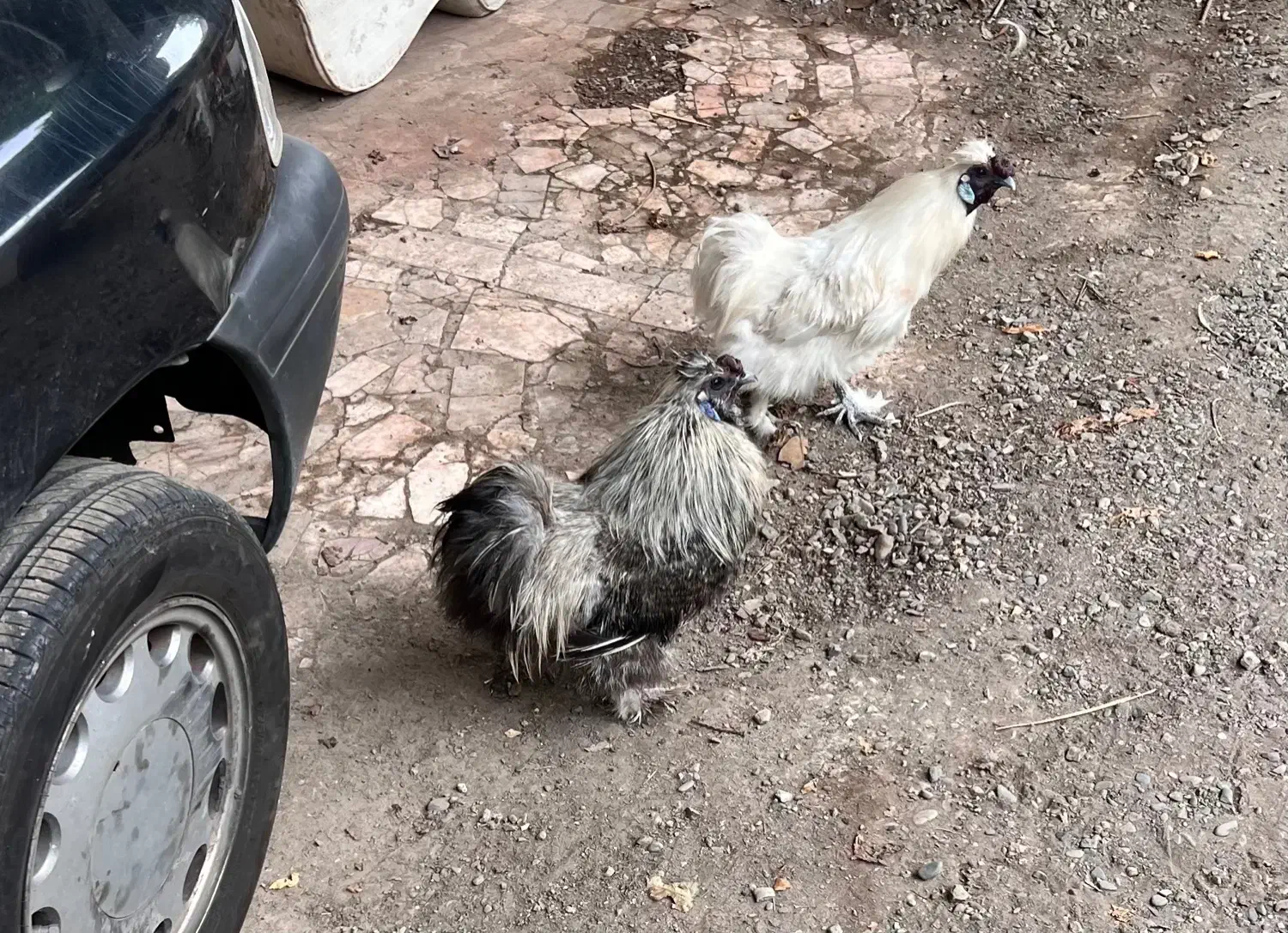 خروس ابریشمی|حیوانات مزرعه|رشت, دیانتی|دیوار