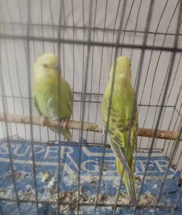 مرغ عشق|پرنده|سوسنگرد, |دیوار