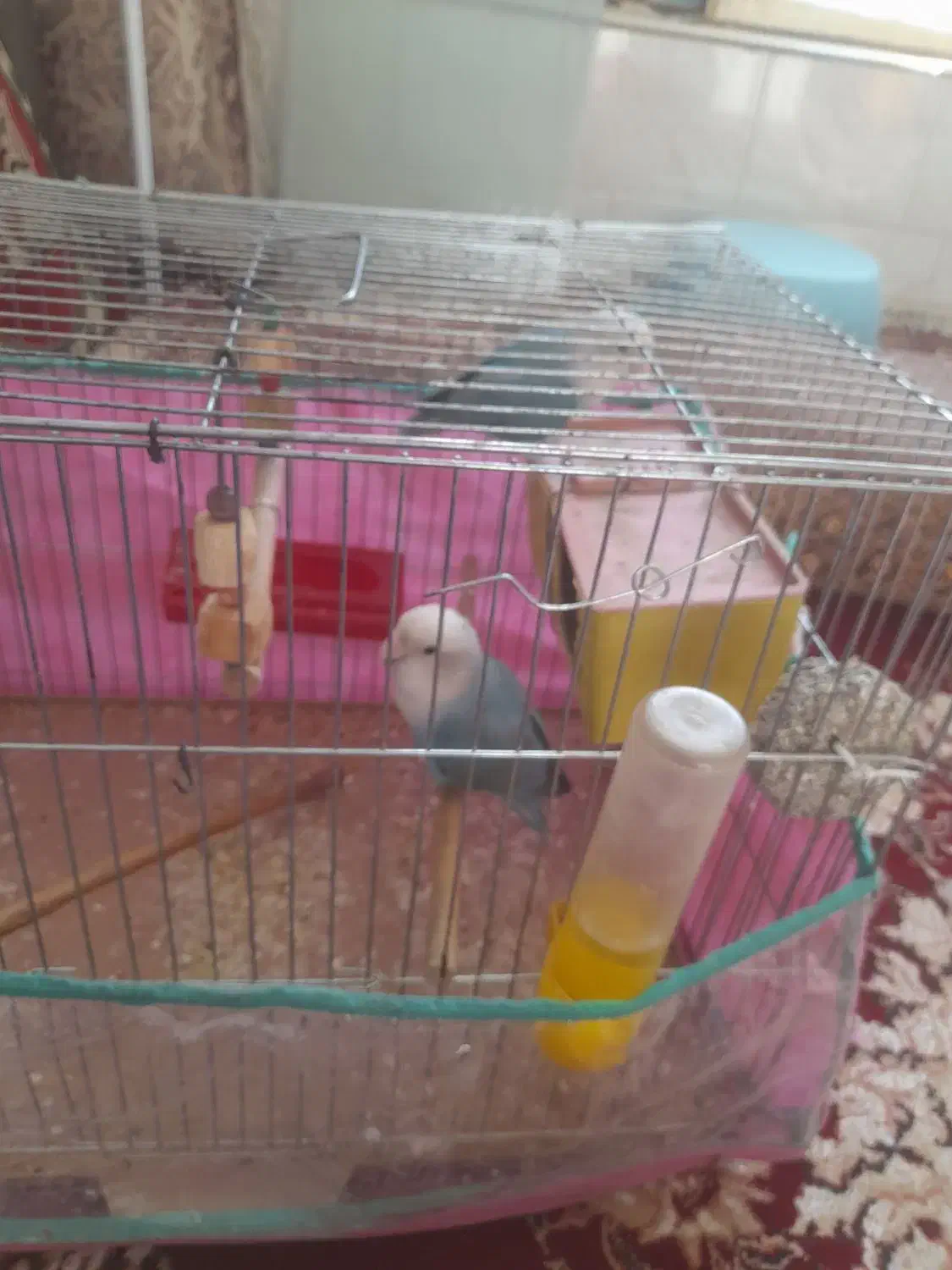 طوتی|پرنده|مرودشت, رودبال|دیوار