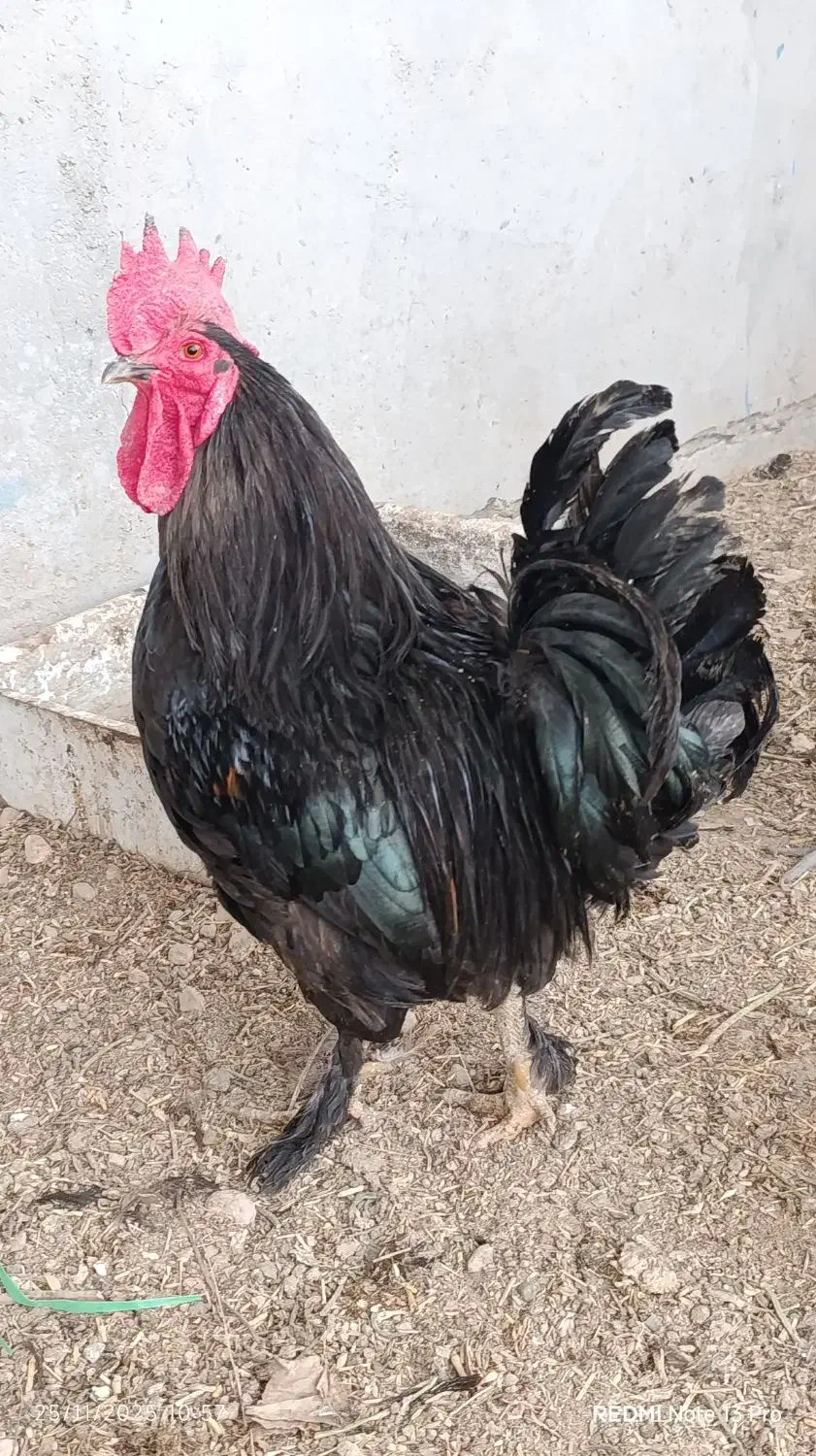 خروس|حیوانات مزرعه|سوسنگرد, |دیوار