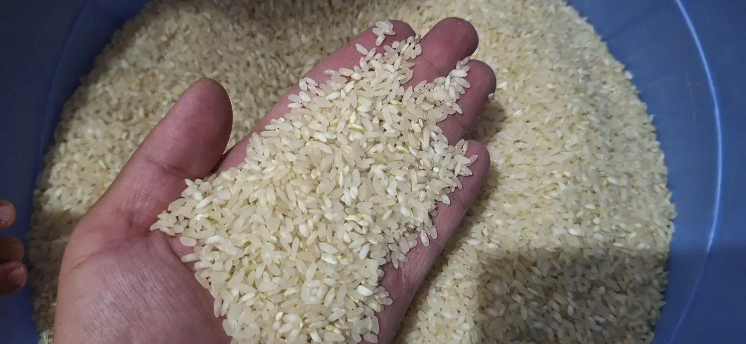برنج درجه یک کامفیروزی|خوردنی و آشامیدنی|آباده, |دیوار