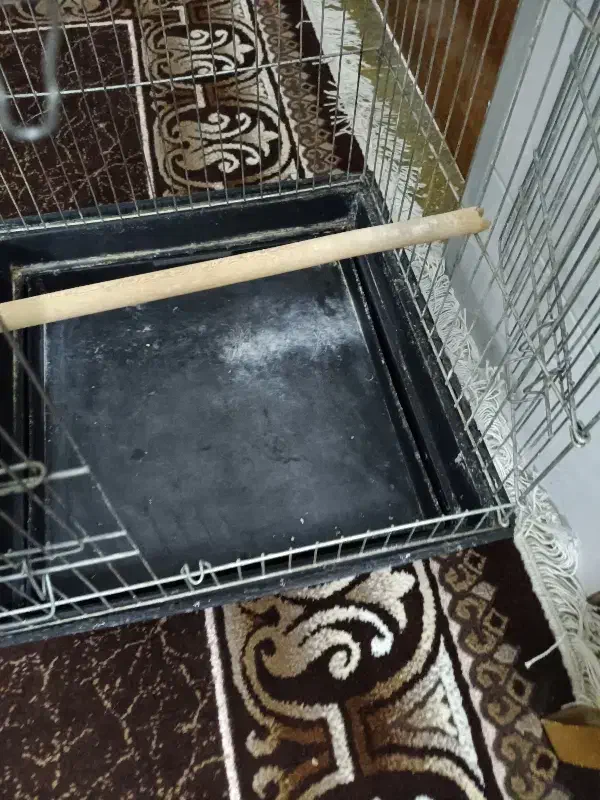 قفس پرنده|لوازم جانبی حیوانات|مرودشت, ابوذر جنوبی|دیوار