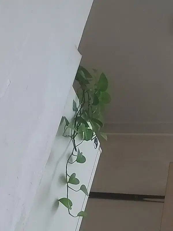 پتوس|گل و گیاه طبیعی|تهران, سیروس|دیوار