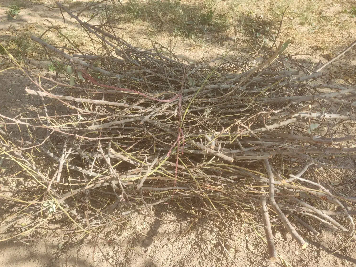 فروش چوب  وشاخه بادام|گل و گیاه طبیعی|فولادشهر, فولادشهر|دیوار