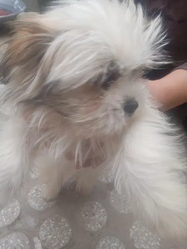 زرنگ|سگ|کرمانشاه, |دیوار