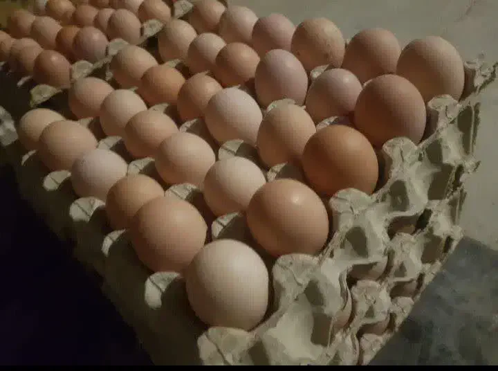 تولید و پخش تخم مرغ محلی|خوردنی و آشامیدنی|آشتیان, |دیوار