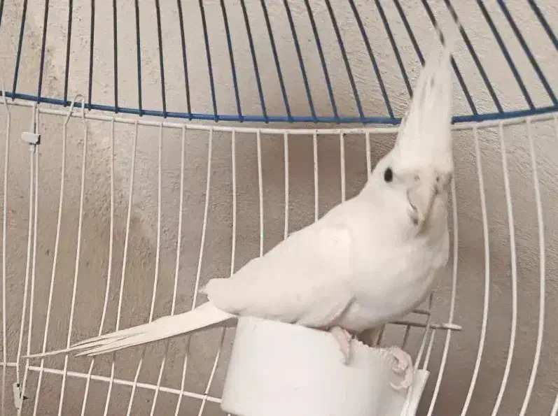 عروس هلندی البینو|پرنده|خورموج, |دیوار