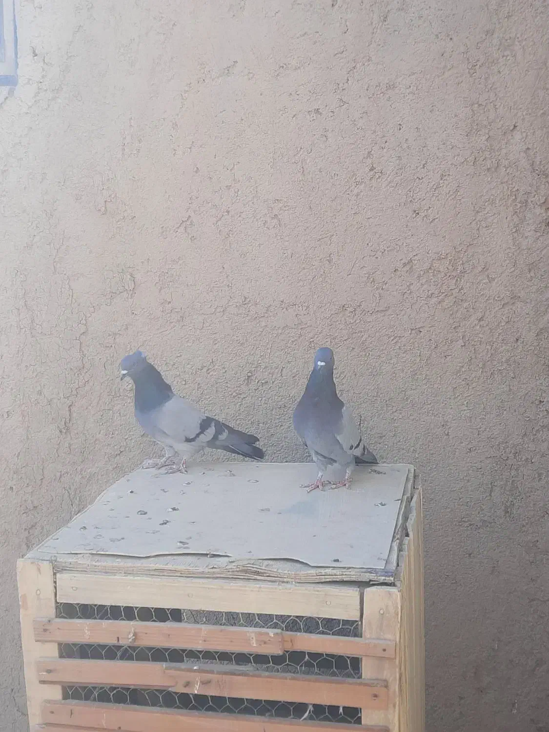 کفتر سبز رگه دار|پرنده|ساوه, |دیوار