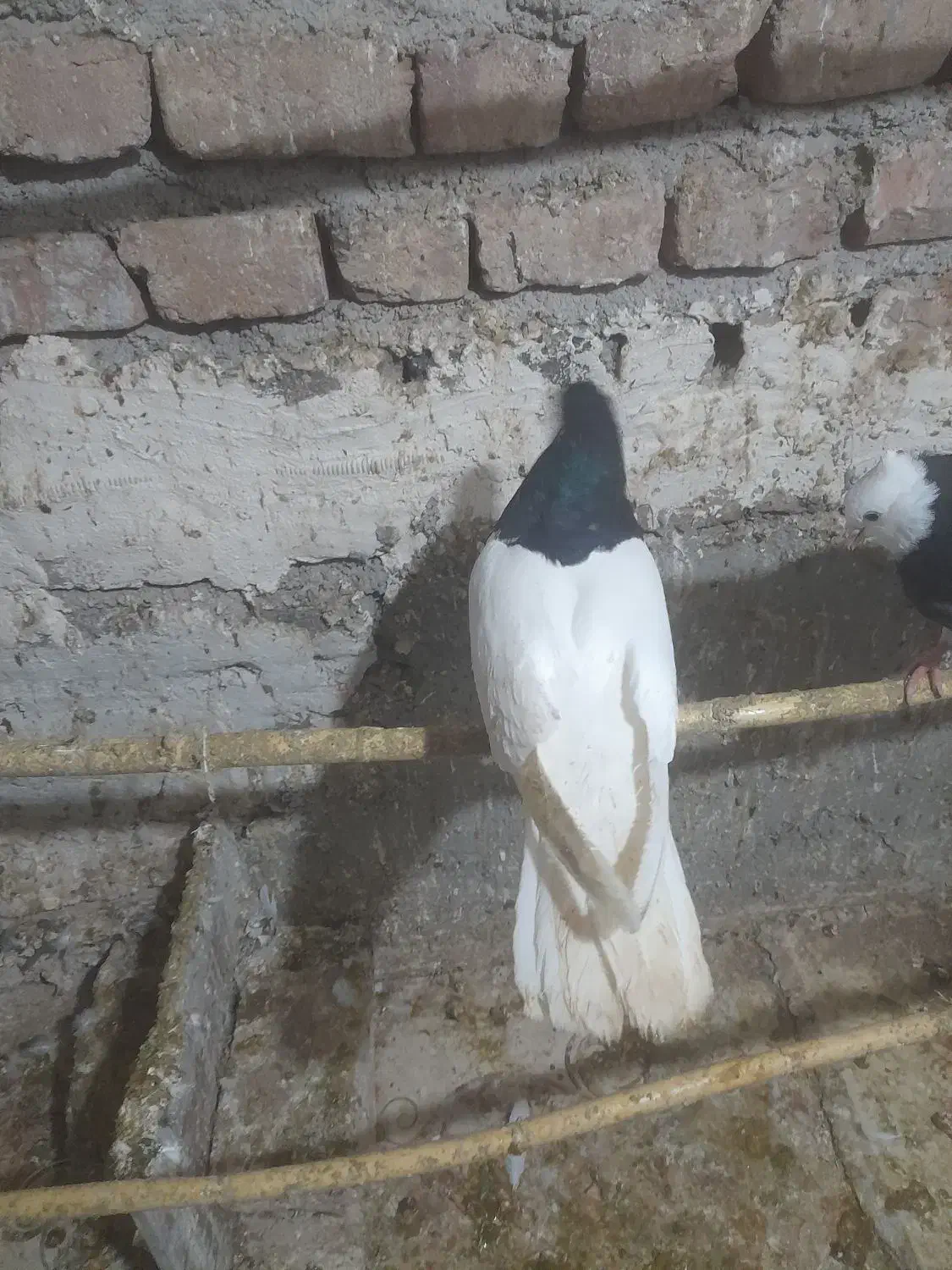 کبوتررنگی|پرنده|شال, |دیوار