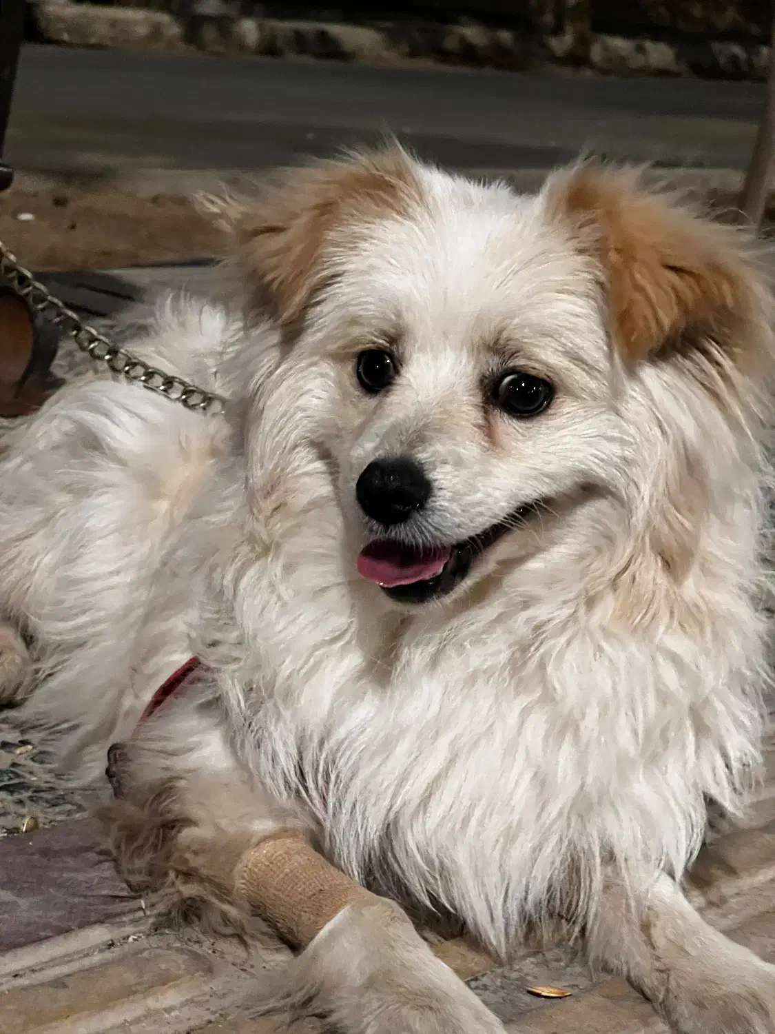 سگ اشپیتز|سگ|یزد, |دیوار