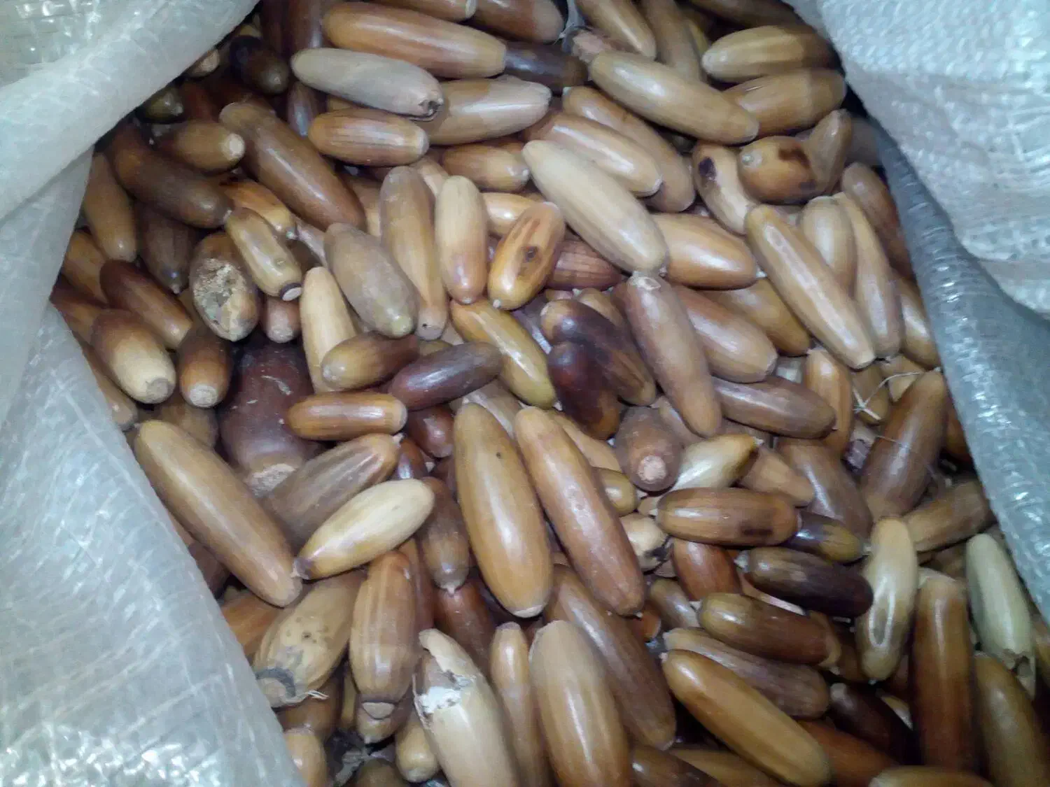 بلوط (به روی ما زوار )|لوازم جانبی حیوانات|بانه, |دیوار