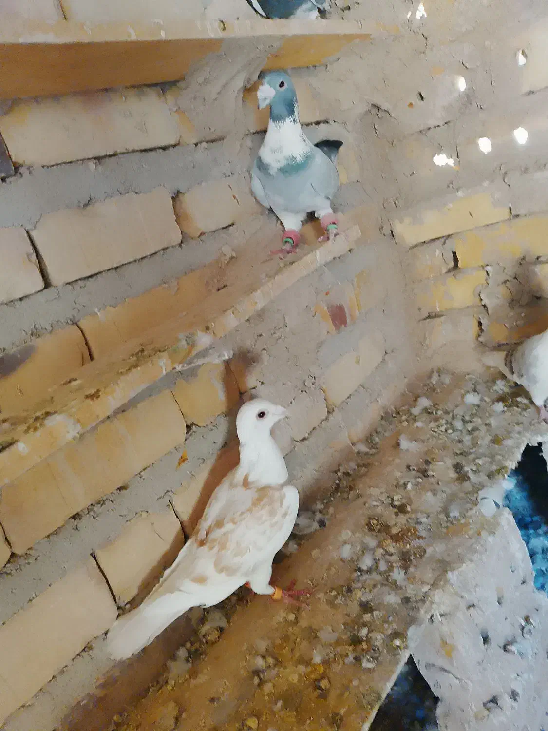 کفتر  آلمانی|پرنده|تایباد, |دیوار