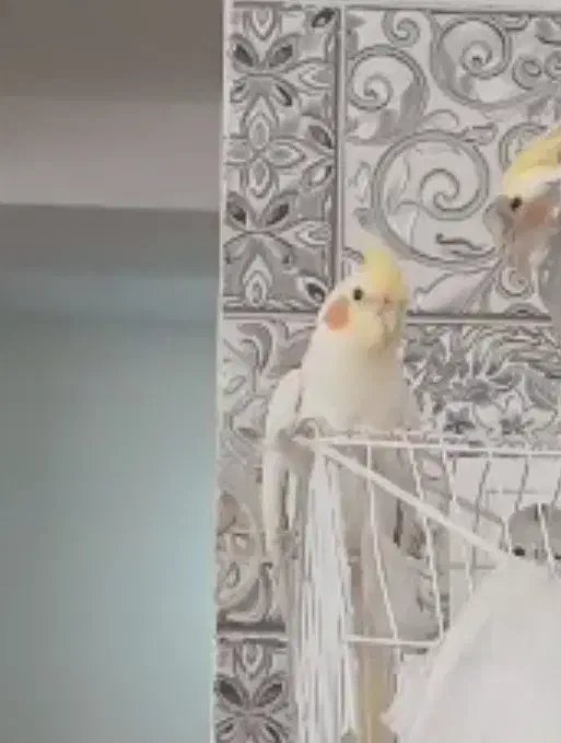 گمشده عروس هلندی|پرنده|فردیس, شهرک هفده شهریور|دیوار