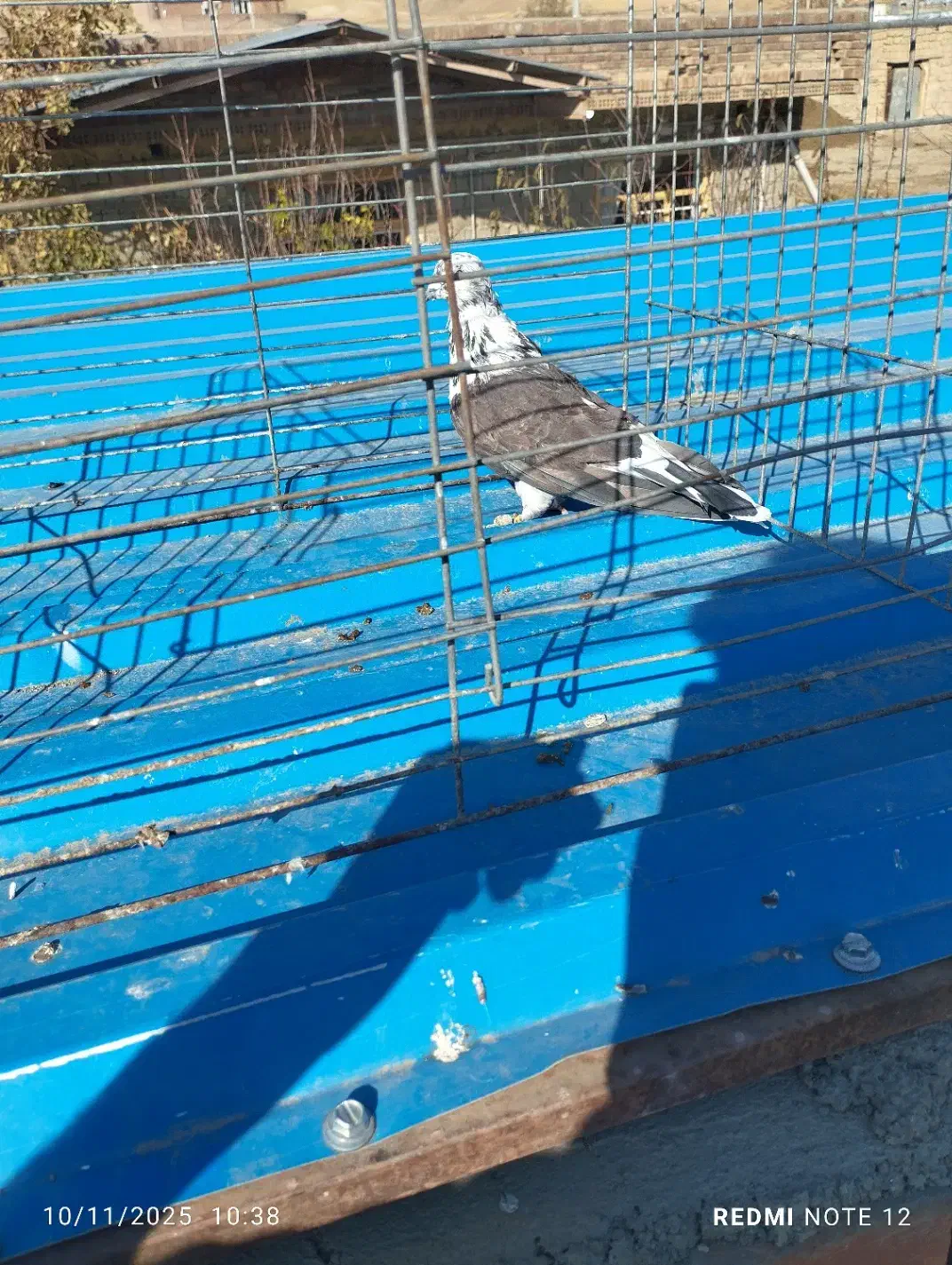 کبوتر فروشی|پرنده|نقده, |دیوار