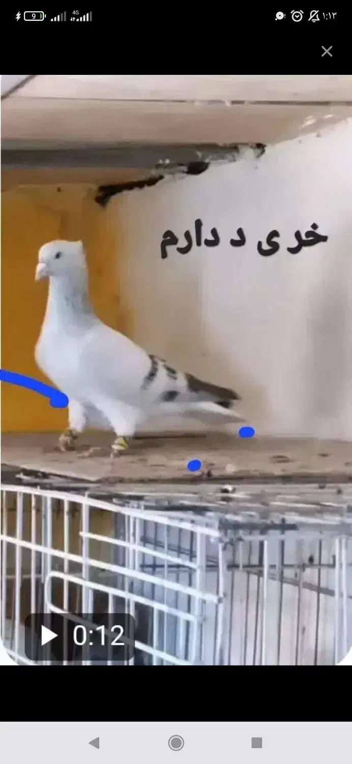 شامی دم سفید|پرنده|سبزوار, شرق کال جنوبی (شمس آبادی)|دیوار