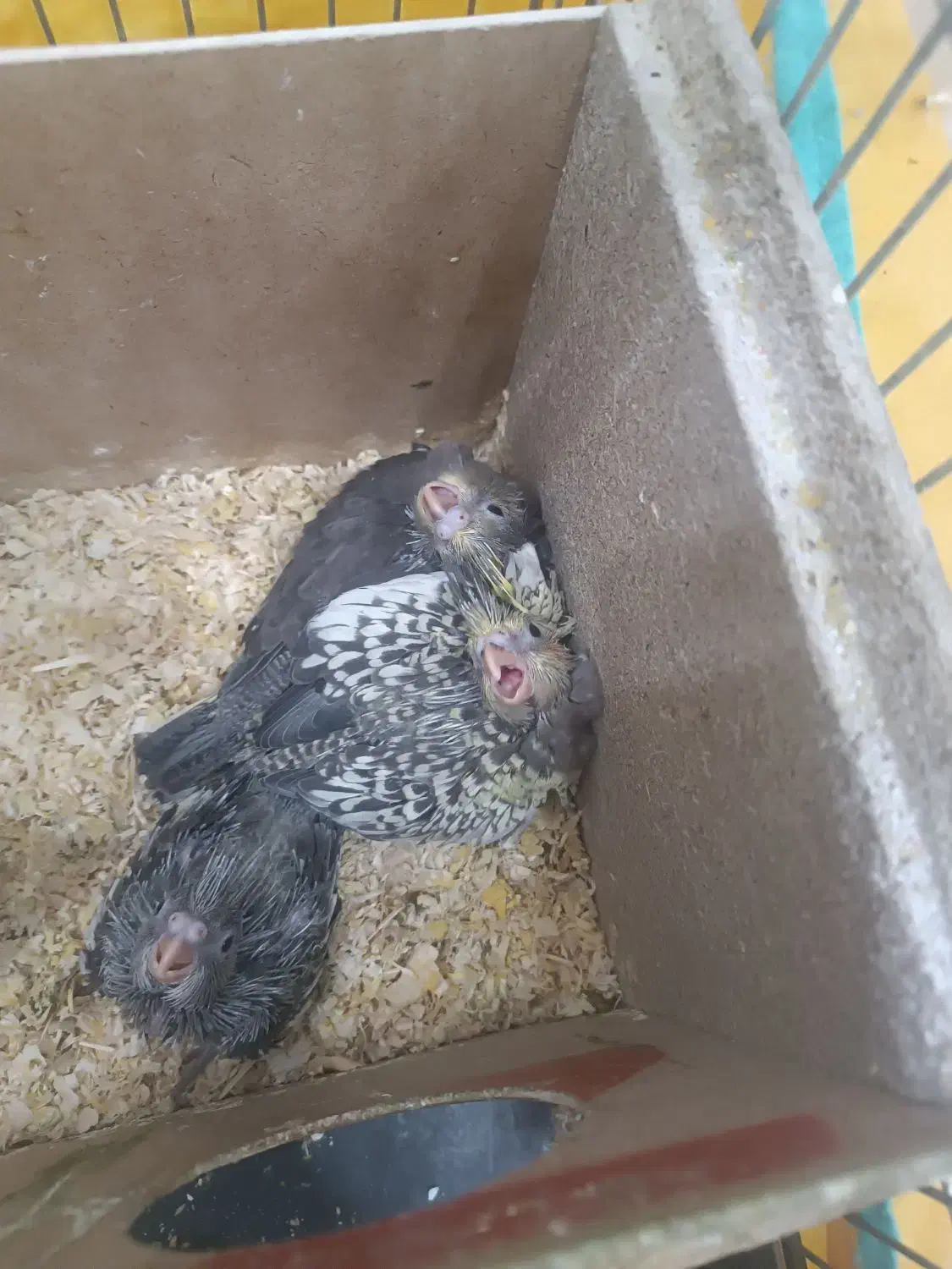 عروس هلندی|پرنده|یزد, |دیوار