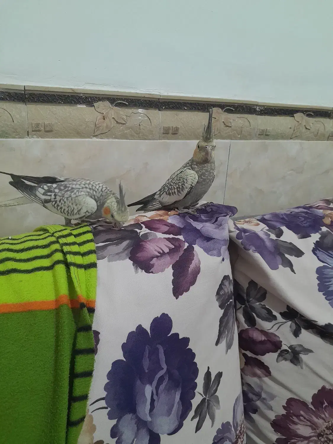 پرنده عروس هلندی|پرنده|قشم, |دیوار