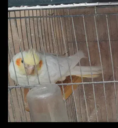 عروس هلندی های بالغ|پرنده|بجنورد, |دیوار