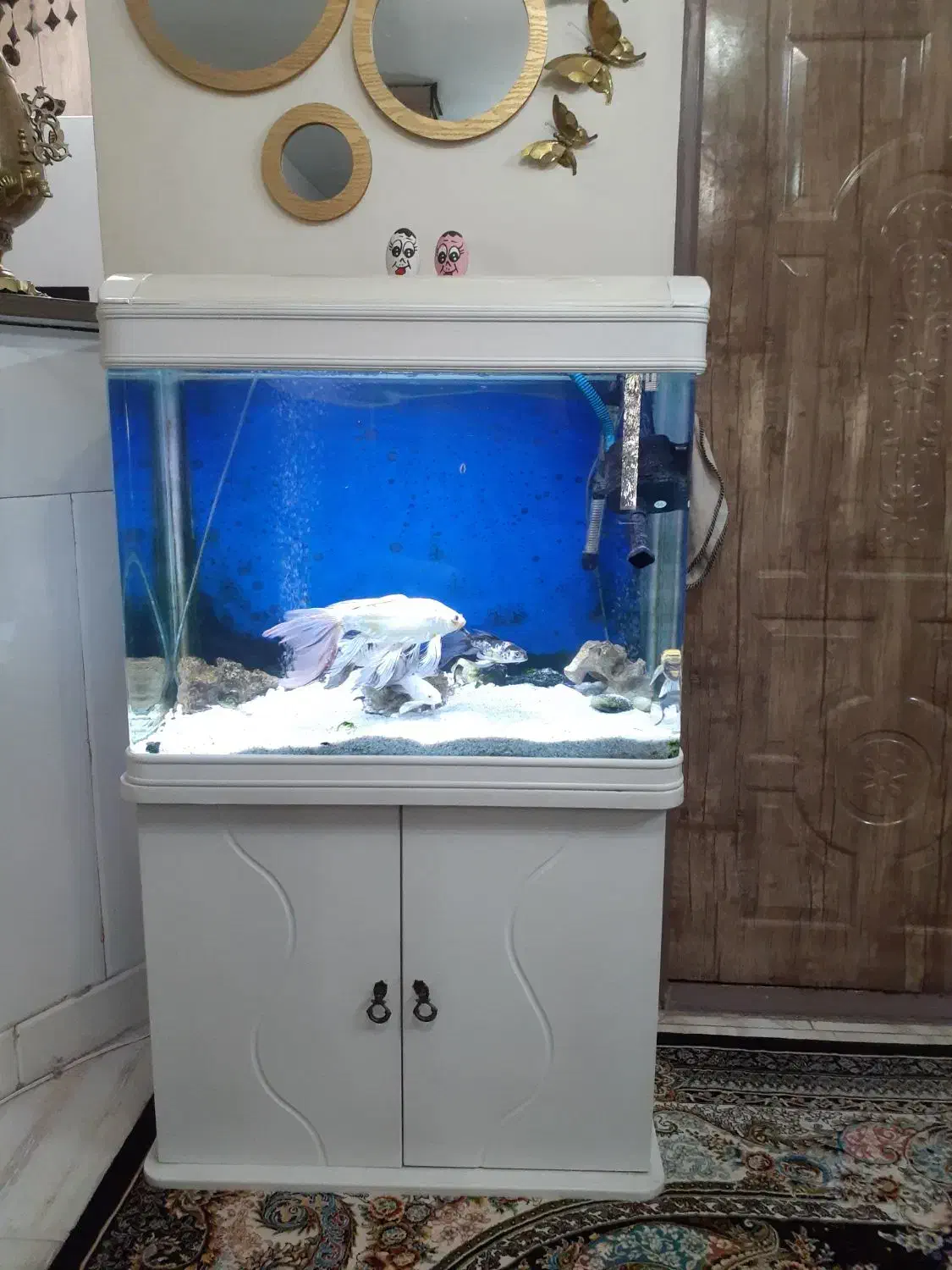 اکواریوم و ماهی|ماهی|قم, نیروگاه|دیوار